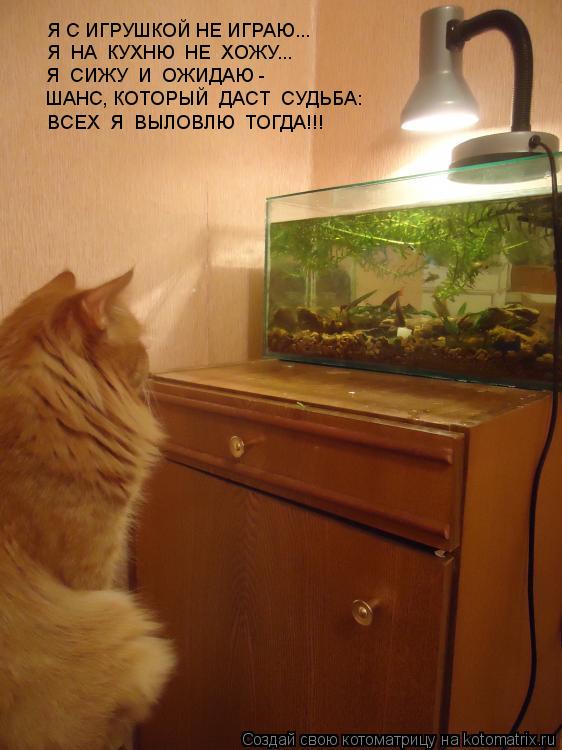 Котоматрица: Я С ИГРУШКОЙ НЕ ИГРАЮ... Я  НА  КУХНЮ  НЕ  ХОЖУ... Я  СИЖУ  И  ОЖИДАЮ - ШАНС, КОТОРЫЙ  ДАСТ  СУДЬБА: ВСЕХ  Я  ВЫЛОВЛЮ  ТОГДА!!!