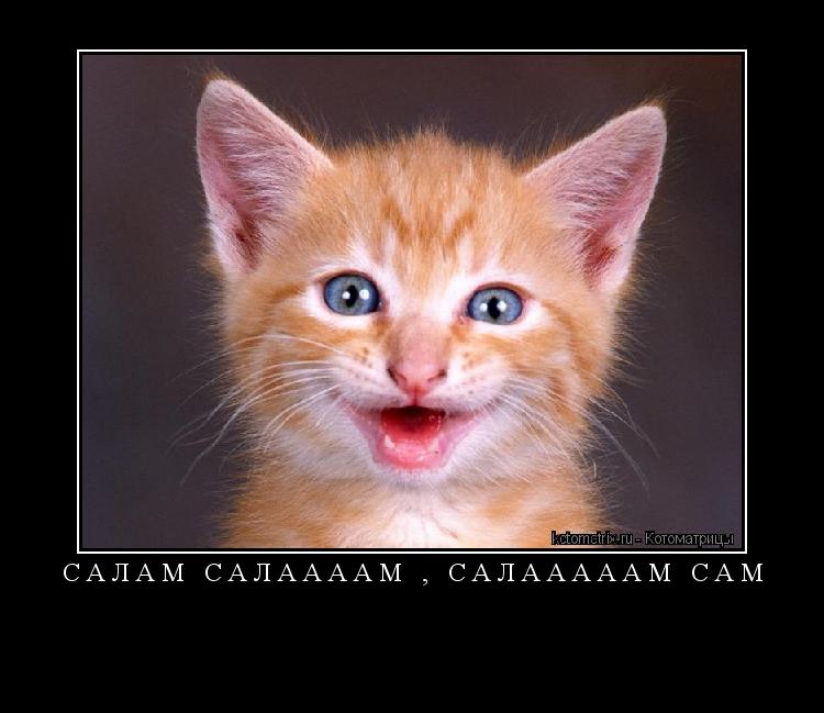 Котоматрица: Салам салаааам , салааааам сам 