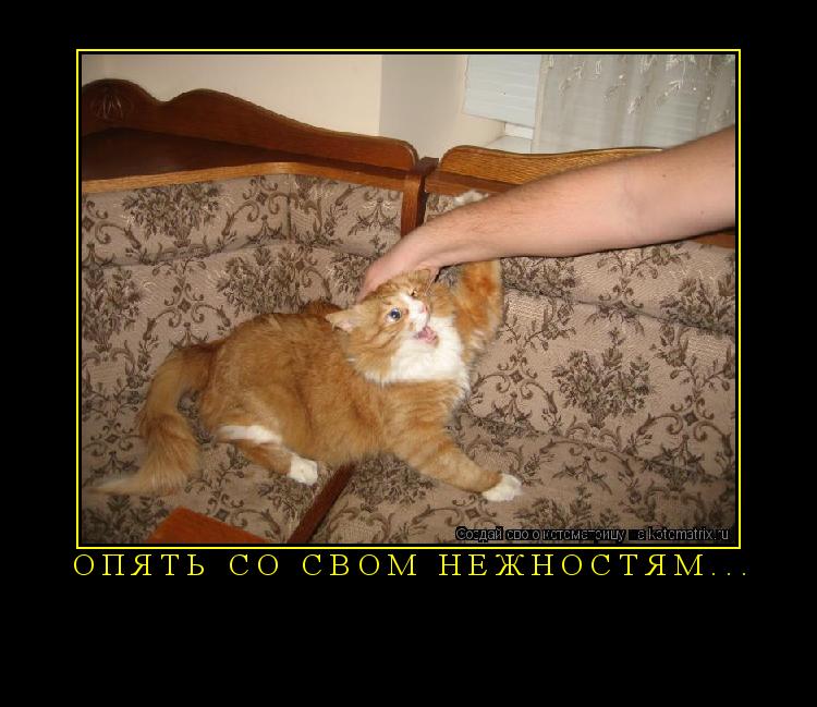 Котоматрица: опять со свом нежностям... 