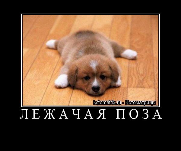 Котоматрица: Лежачая Поза 
