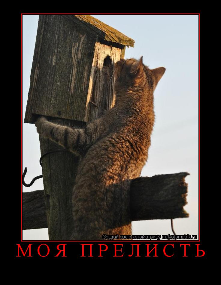 Котоматрица: моя прелисть 