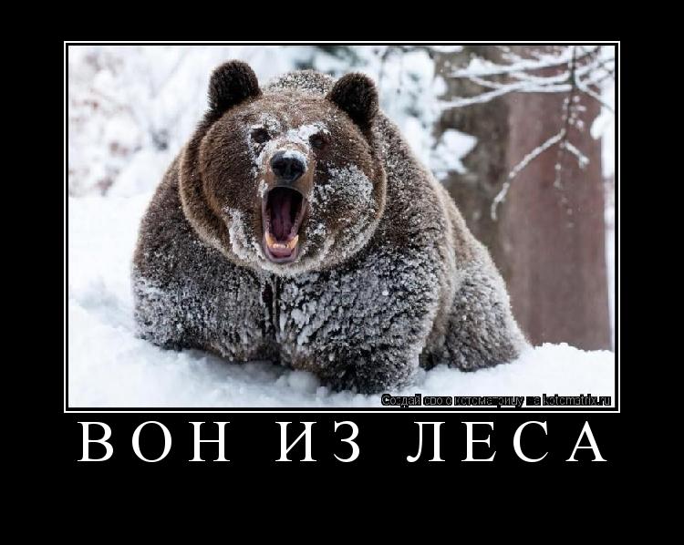 Котоматрица: вон из леса 