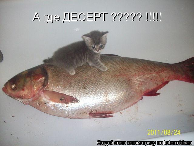 Котоматрица: А где ДЕСЕРТ ????? !!!!!