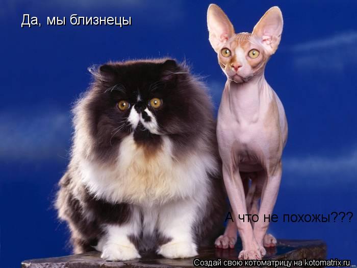 Котоматрица: Да, мы близнецы А что не похожы???