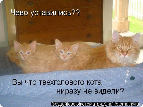 Котоматрица: Чево уставились?? Вы что твехголового кота  ниразу не видели?