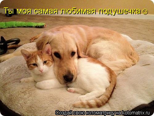 Котоматрица: Ты моя самая любимая подушечка&#9786;
