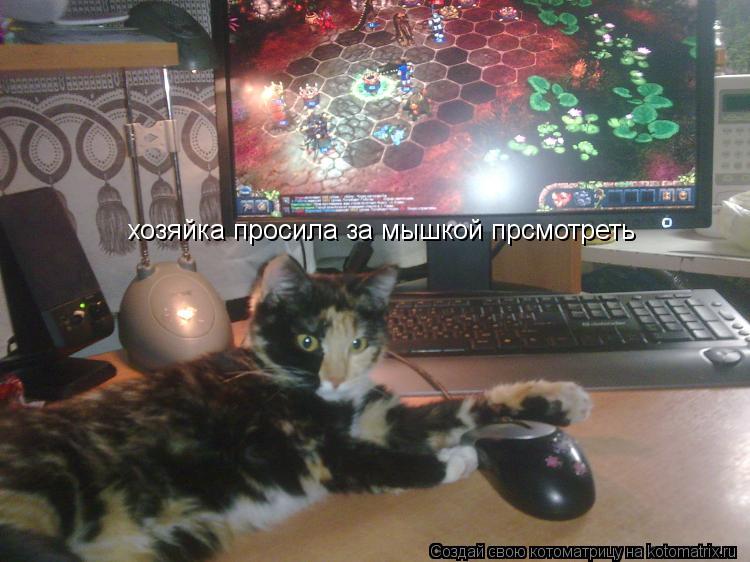 Котоматрица: хозяйка просила за мышкой прсмотреть