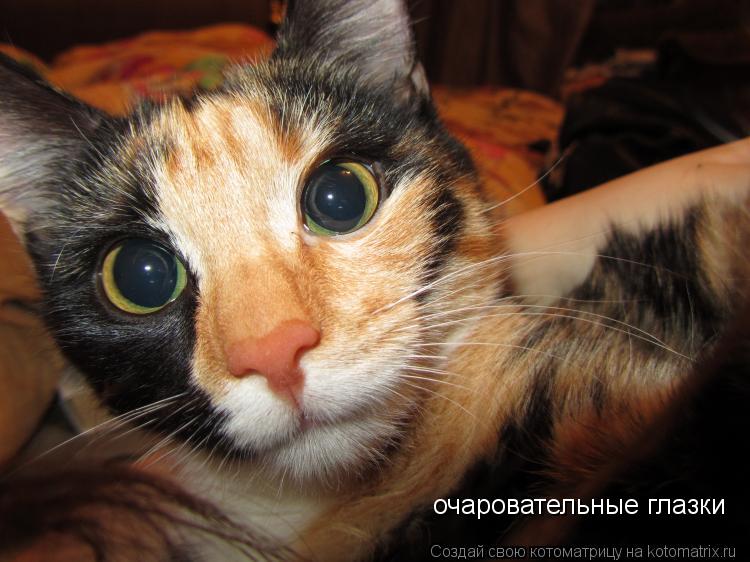 Котоматрица: очаровательные глазки