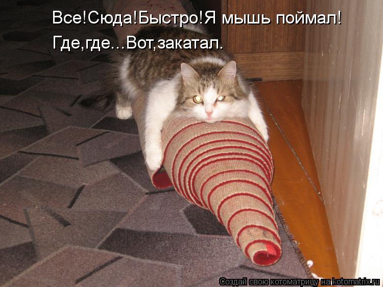 Котоматрица: Все!Сюда!Быстро!Я мышь поймал! Где,где...Вот,закатал.