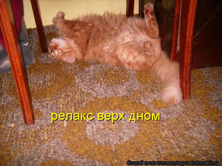Котоматрица: релакс верх дном