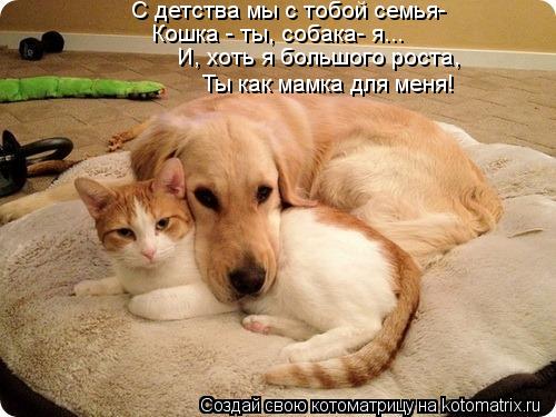 Котоматрица: С детства мы с тобой семья- Кошка - ты, собака- я... И, хоть я большого роста, Ты как мамка для меня!