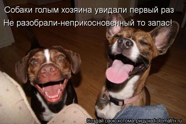 Котоматрица: Собаки голым хозяина увидали первый раз Не разобрали-неприкосновенный то запас!