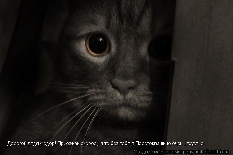 Котоматрица: Дорогой дядя Федор! Приезжай скорее,  а то без тебя в Простоквашино очень грустно.