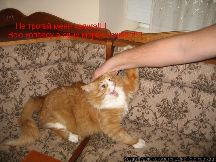 Котоматрица: Не трогай меня хапуга!!!!  Всю колбасу в одну морду сожрал!!!!  Не трогай меня хапуга!!!!   Всю колбасу в одну морду сожрал!!!!