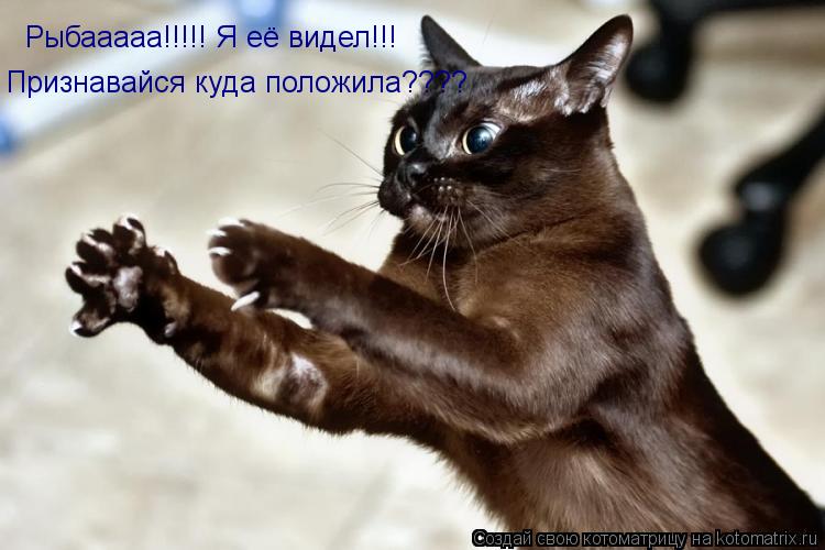 Котоматрица: Рыбааааа!!!!! Я её видел!!! Признавайся куда положила????
