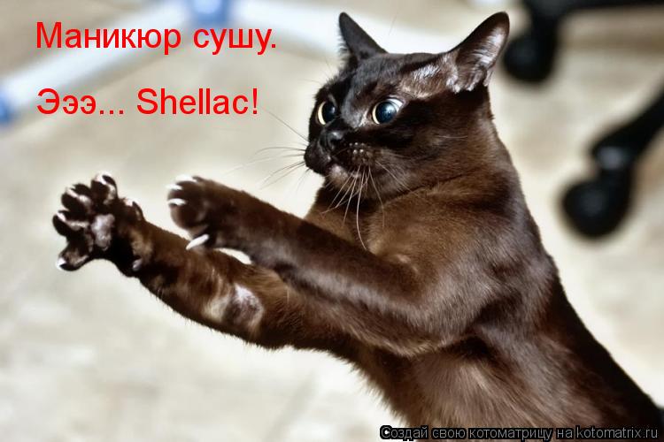 Котоматрица: Маникюр сушу. Эээ... Shellac!
