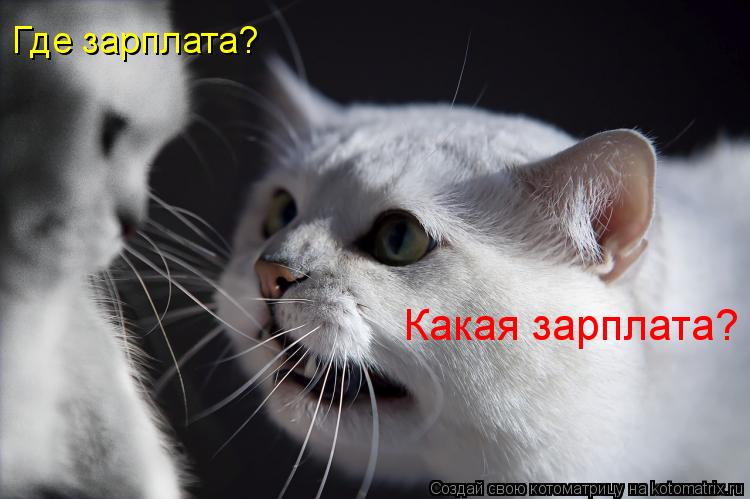 Котоматрица: Где зарплата? Какая зарплата?