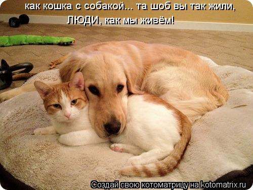 Котоматрица: как кошка с собакой... та шоб вы так жили,  ЛЮДИ, как мы живём!