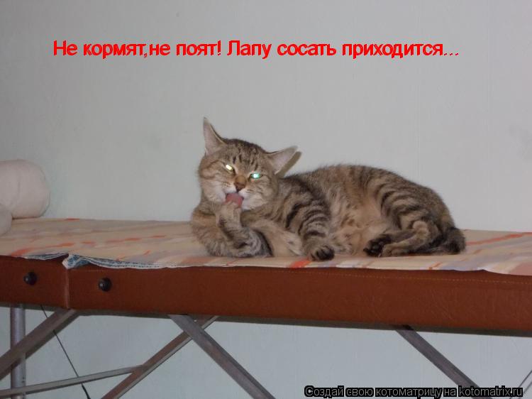 Котоматрица: Не кормят,не поят! Лапу сосать приходится... Не кормят,не поят! Лапу сосать приходится...