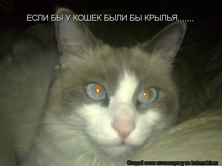 Котоматрица: ЕСЛИ БЫ У КОШЕК БЫЛИ БЫ КРЫЛЬЯ,,,,,,,