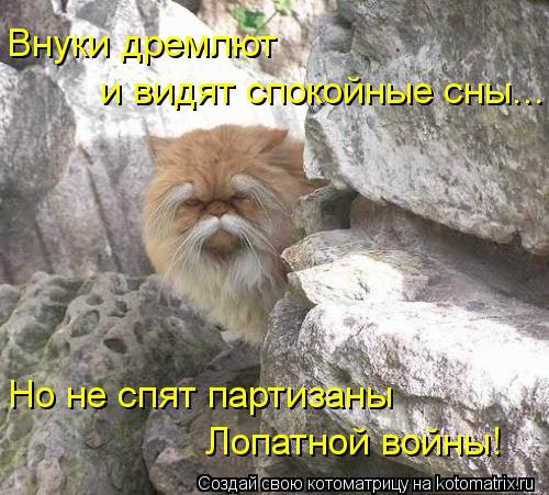 Котоматрица: Внуки дремлют и видят спокойные сны... Но не спят партизаны Лопатной войны!