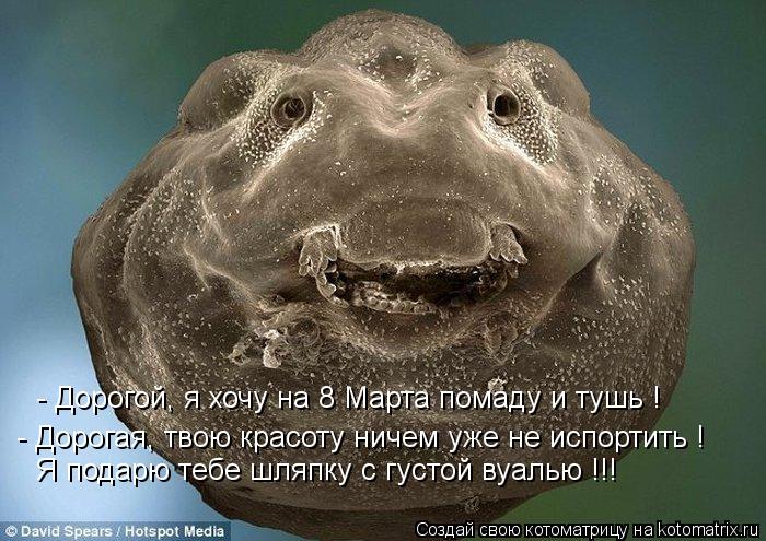 Котоматрица: - Дорогой, я хочу на 8 Марта помаду и тушь ! - Дорогая, твою красоту ничем уже не испортить ! Я подарю тебе шляпку с густой вуалью !!!