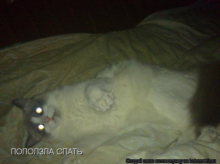 Котоматрица: ПОПОЛЗЛА СПАТЬ
