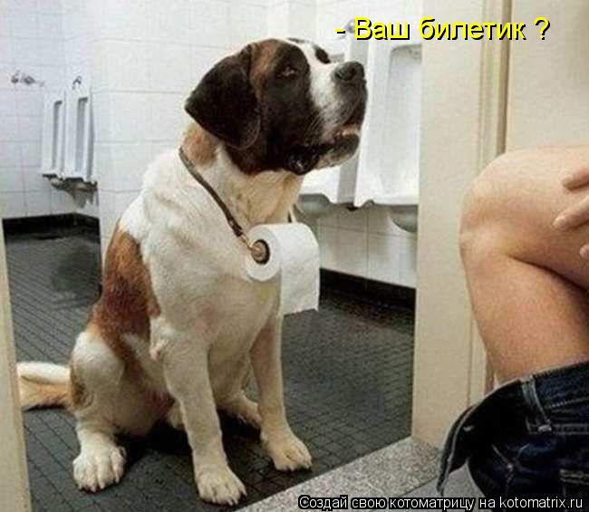 Котоматрица: - Ваш билетик ?