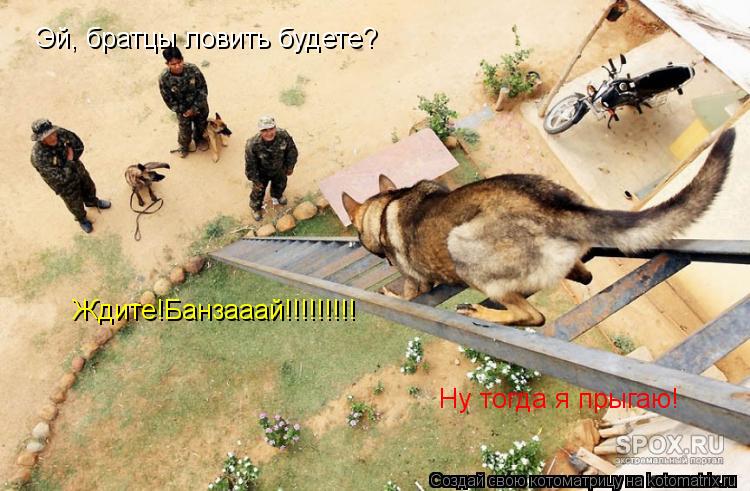 Котоматрица: Эй, братцы ловить будете? Ну тогда я прыгаю! Ждите!Банзааай!!!!!!!!!