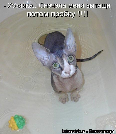 Котоматрица: - Хозяйка.. Сначала меня вытащи, потом пробку !!!!