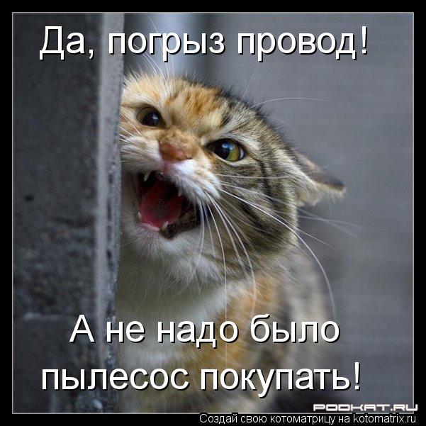 Котоматрица: Да, погрыз провод!  А не надо было  пылесос покупать!