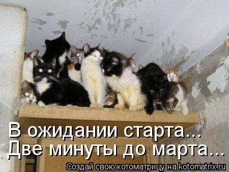 Котоматрица: Две минуты до марта... В ожидании старта...