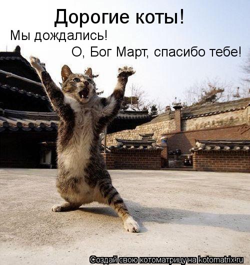 Котоматрица: Дорогие коты! Мы дождались! О, Бог Март, спасибо тебе!