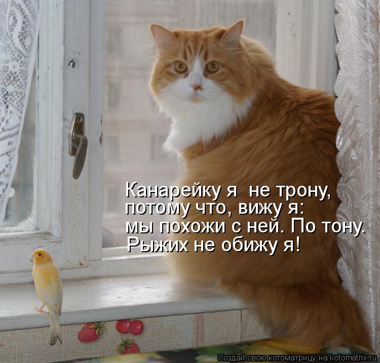 Канарейку я не трону, Рыжих не обижу я! потому что, вижу я: мы похожи с ней. По тону.... Котоматрица: Канарейку я не трону, Рыжих не обижу я! потому что, вижу я: мы похожи с ней. По тону.