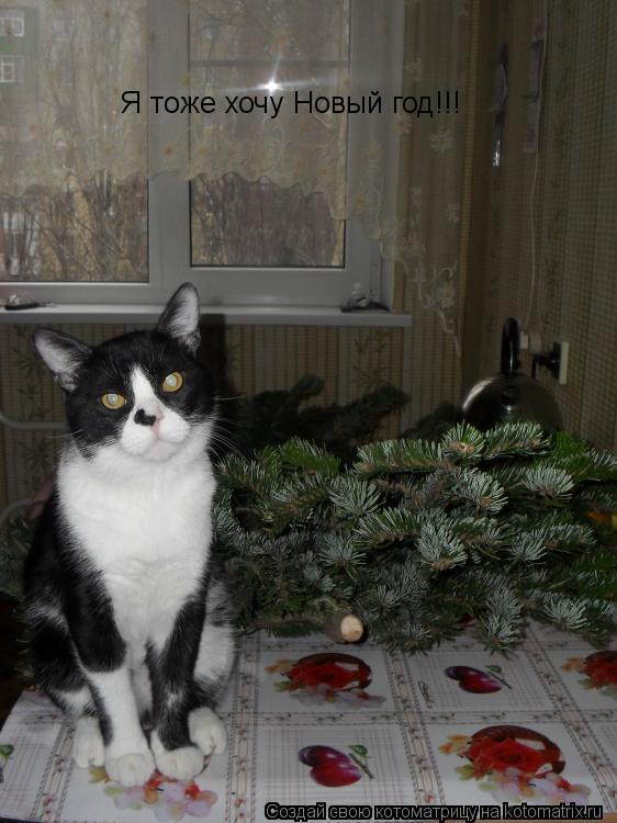 Котоматрица: Я тоже хочу Новый год!!!