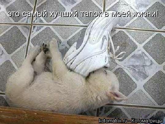 Котоматрица: это самый хучший тапок в моей жизни!