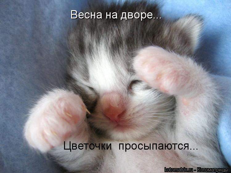 Котоматрица: Весна на дворе... Цветочки  просыпаются...