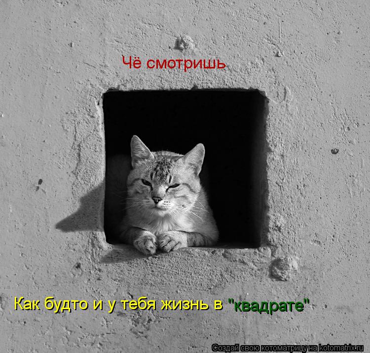 Котоматрица: Чё смотришь Как будто и у тебя жизнь в  "квадрате"