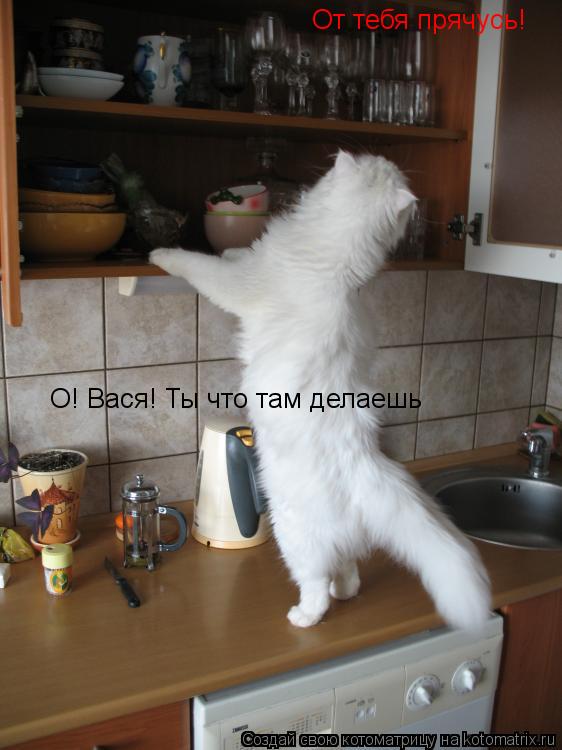 Котоматрица: О! Вася! Ты что там делаешь От тебя прячусь!