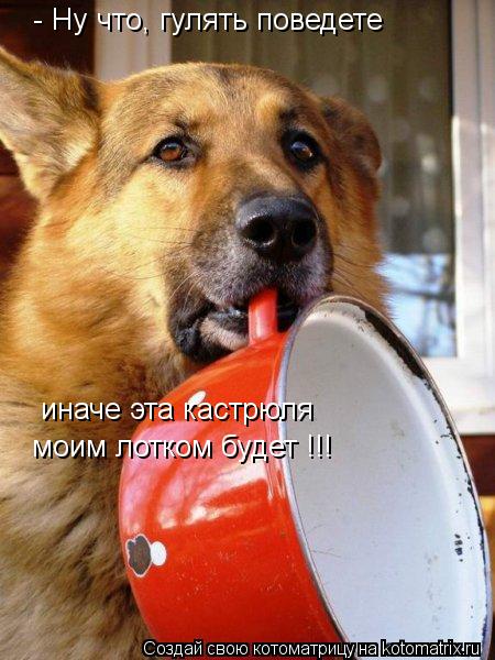 Котоматрица: - Ну что, гулять поведете иначе эта кастрюля моим лотком будет !!!