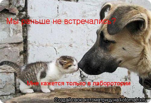 Котоматрица: Мы раньше не встречались? Мне кажется только в лаборотории