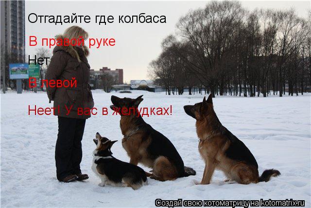Котоматрица: Отгадайте где колбаса В правой руке Нет В левой Неет! У вас в желудках!
