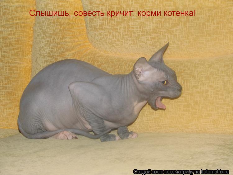 Слышишь, совесть кричит: корми котенка!... Котоматрица: Слышишь, совесть кричит: корми котенка!