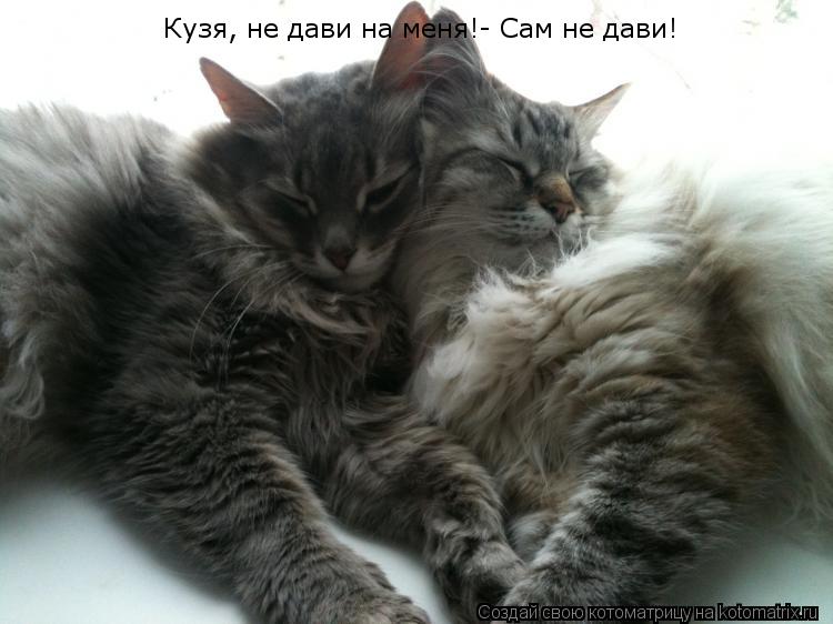 Кузя, не дави на меня!- Сам не дави!... Котоматрица: Кузя, не дави на меня!- Сам не дави!