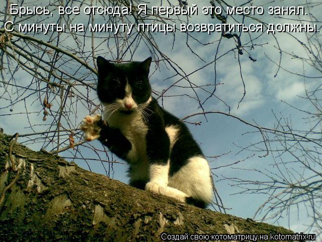 С минуты на минуту птицы возвратиться должны. Брысь, все отсюда! Я первый это место занял.... Котоматрица: С минуты на минуту птицы возвратиться должны. Брысь, все отсюда! Я первый это место занял.