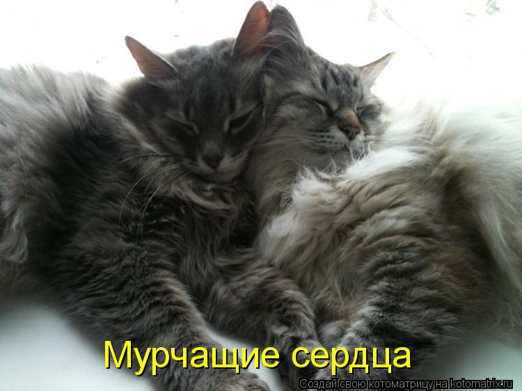 Мурчащие сердца... Котоматрица: Мурчащие сердца