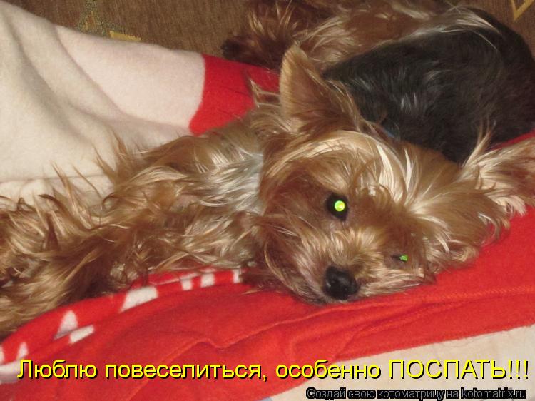 Люблю повеселиться, особенно ПОСПАТЬ!!!... Котоматрица: Люблю повеселиться, особенно ПОСПАТЬ!!!