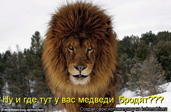 Ну и где тут у вас медведи бродят???... Котоматрица: Ну и где тут у вас медведи бродят???