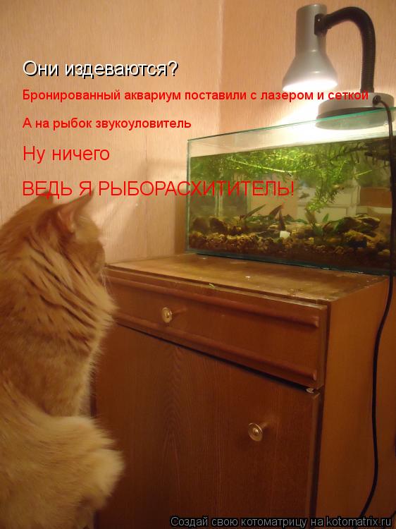Они издеваются? Бронированный аквариум поставили с лазером и сеткой А на рыбок звукоуловитель Ну ниче... Котоматрица: Они издеваются? Бронированный аквариум поставили с лазером и сеткой А на рыбок звукоуловитель Ну ничего ВЕДЬ Я РЫБОРАСХИТИТЕЛЬ!