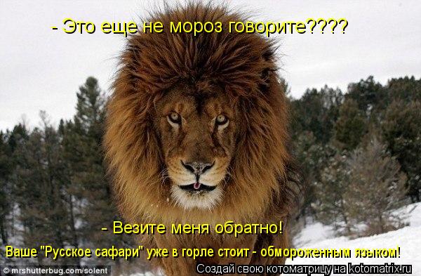 - Это еще не мороз говорите???? - Везите меня обратно! Ваше "Русское сафари" уже в горле стоит - о... Котоматрица: - Это еще не мороз говорите???? - Везите меня обратно! Ваше "Русское сафари" уже в горле стоит - обмороженным языком!